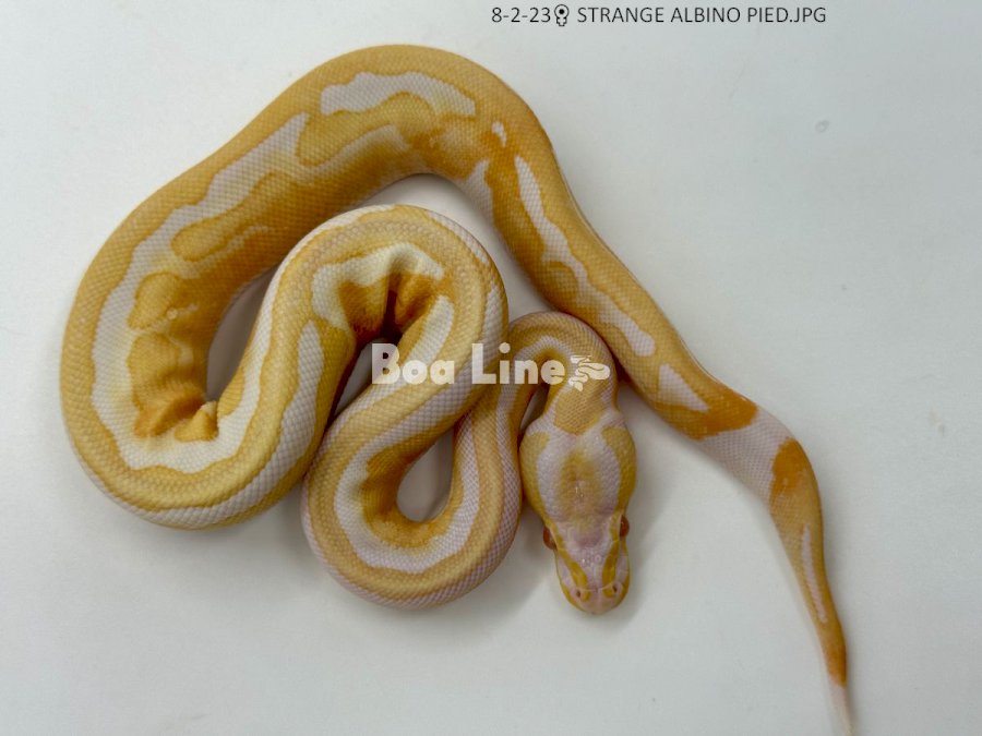 STRANGE ALBINO PIED